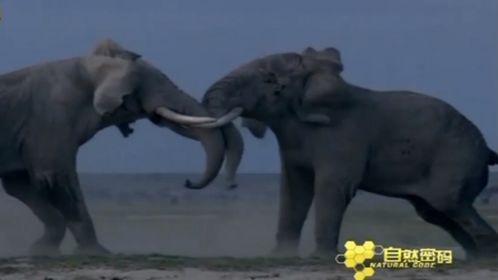 国产大象最新视频,探寻巨兽的日常生活与生态奥秘