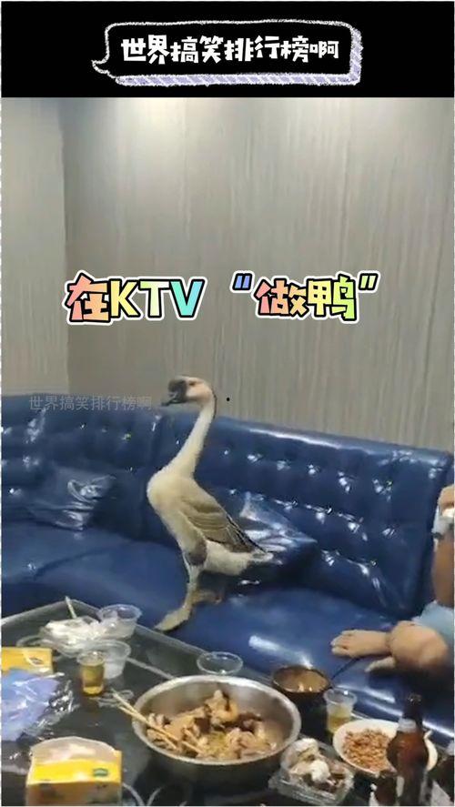 国产KTV鸭子视频,娱乐场所新潮流引发热议