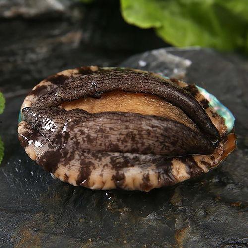 鲜活国产小鲍鱼视频,国产小鲍鱼视频大赏