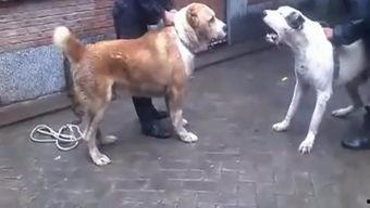国产犬打架视频,一场热血沸腾的街头争霸战
