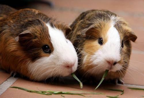 国产豚鼠可爱视频大全,萌动心弦！国产豚鼠可爱视频大盘点