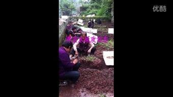 国产蚂蝗的视频,生存智慧与生态平衡的奇妙之旅