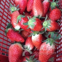 国产草莓视频在线观看黄,在线观看黄，探寻草莓产业的魅力与挑战