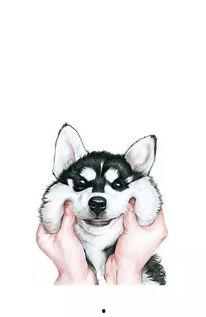 哈士奇国产动画视频,国产动画中的忠诚与冒险之旅